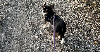 anaëlle pet sitter à CLERMONT FERRAND 63100_4