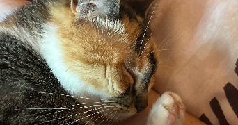 lucie pet sitter à LA VILLE DU BOIS 91620_2
