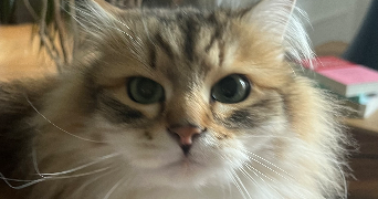 aurélia pet sitter à PARIS 15 75015_2