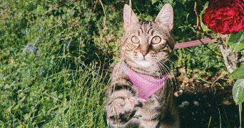 emma pet sitter à SIX FOURS LES PLAGES 83140_3