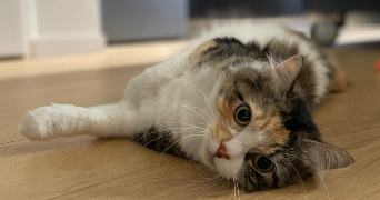 mélanie pet sitter à TOURS 37000_8