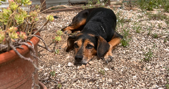 esther pet sitter à AURIBEAU SUR SIAGNE 06810_2