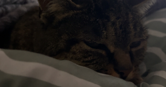 laura pet sitter à SAINTES 17100_3