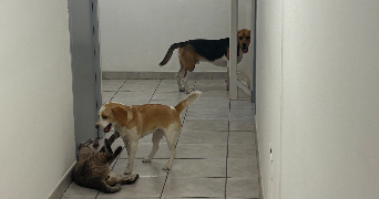 diana pet sitter à ARLES 13200_2