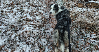 louanne pet sitter à REIMS 51100_3