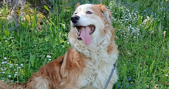morgane pet sitter à COUZEIX 87270_4