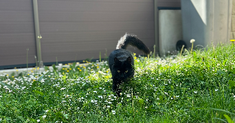 chloé pet sitter à DOMONT 95330_1