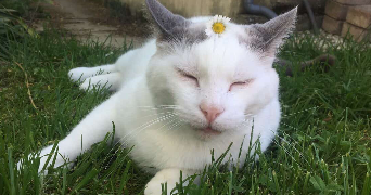 naïs pet sitter à LAGARDELLE SUR LEZE 31870_2