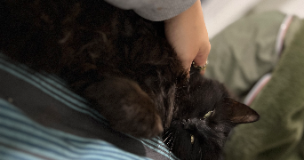 zoé pet sitter à LOUHOSSOA 64250_0