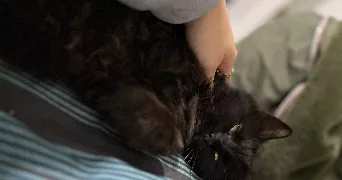 zoé pet sitter à LOUHOSSOA 64250