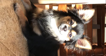 lea pet sitter à DEMOUVILLE 14840_1