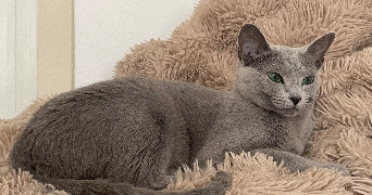 romane pet sitter à RENNES 35200_1
