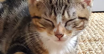 zaineb pet sitter à TOURS 37000