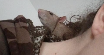 mickaëla pet sitter à AMIENS 80000_1