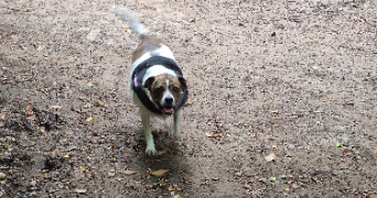 océane pet sitter à MORLAIX 29600_3