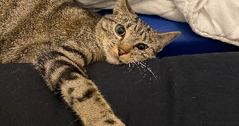 ilona pet sitter à PARIS 13 75013_5