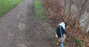 cindy pet sitter à ISSOIRE 63500_5