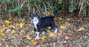 endahlé pet sitter à BESANCON 25000_2