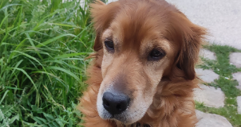 stiven pet sitter à ATHIS MONS 91200_4