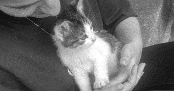 doriane pet sitter à CHERBOURG EN COTENTIN 50470_2