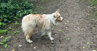 marion pet sitter à LE HAVRE 76620_6