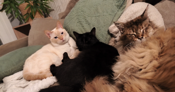 angelique pet sitter à FAMECK 57290_1