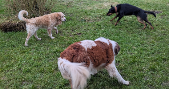 ludovic pet sitter à BOSGOUET 27310_3