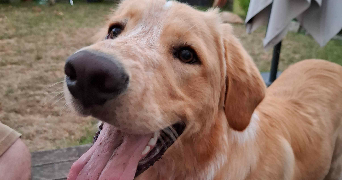 méline pet sitter à WASQUEHAL 59290_3