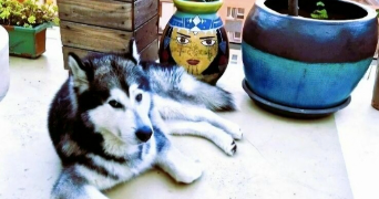 marine pet sitter à PARIS 20 75020_3