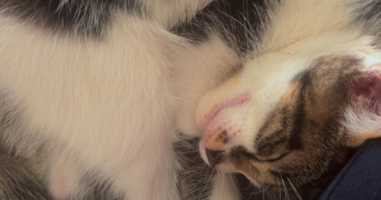 sophie pet sitter à GISORS 27140_2