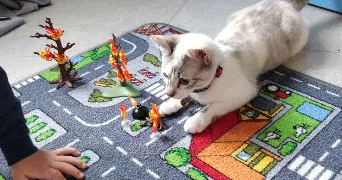 anais pet sitter à GAZERAN 78125