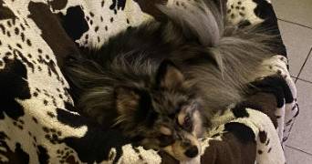 marie dog sitter à PERPIGNAN 66000_3