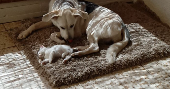 malika pet sitter à LE COLLET DE DEZE 48160_3