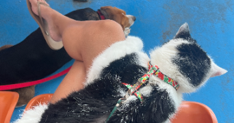 rebecca pet sitter à BORDEAUX 33000_2