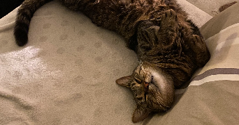 Barbara cat sitter à NANTES 44300_2