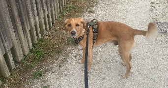 ana pet sitter à PARIS 01 75001_2