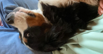 louane pet sitter à SACHIN 62550_2