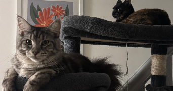 jade pet sitter à Hyeres 83400_9