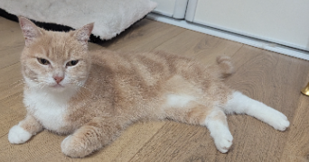 amandine pet sitter à Limoges 87000_8