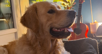 emmanuelle pet sitter à VIGNEUX SUR SEINE 91270_4