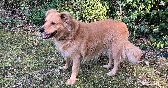 lucile pet sitter à ST REMY L HONORE 78690_6