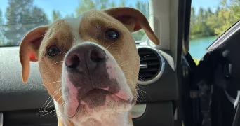 lilly pet sitter à AUXERRE 89000