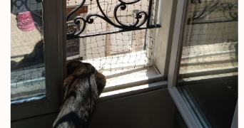 pamela pet sitter à ORLEANS 45000_5