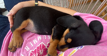 naelle pet sitter à LYON 06 69006_3