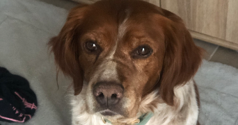 severine pet sitter à BEZIERS 34500_3