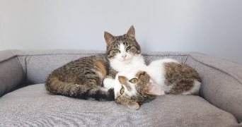 nils pet sitter à MONTREUIL JUIGNE 49460_0