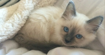 mathilde pet sitter à VERNON 27200_1