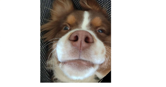 chloé dog sitter à TOULOUSE 31000_1