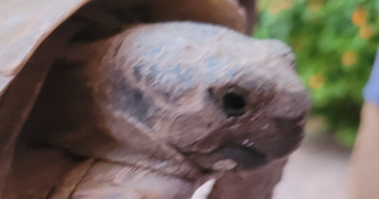 rahma pet sitter à DIJON 21000_0