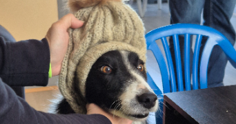 marion pet sitter à Castres 81100_1